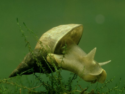 Great Pond Snail, Lymnaea Stagnalis by Oxford Scientific Pricing Limited Edition Print image