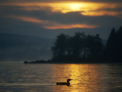 Single Loon At Sunrise, Lake Umbagog, Errol by Mark Hunt Pricing Limited Edition Print image