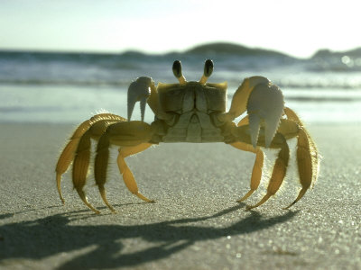 Ghost Crab, Bermuda by Oxford Scientific Pricing Limited Edition Print image