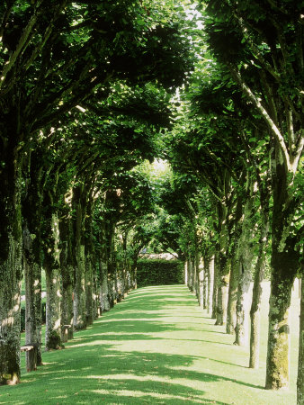 Avenue Of Lime Trees (Tilia) Chataeu Villandry, France by Mark Bolton Pricing Limited Edition Print image