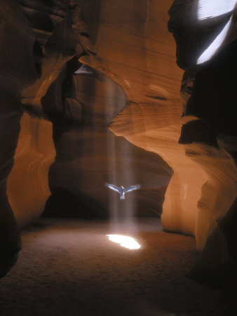 Dove Flying In Cave by Henryk T. Kaiser Pricing Limited Edition Print image