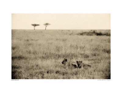 In The Tall Grass, Serengeti by Lorne Resnick Pricing Limited Edition Print image