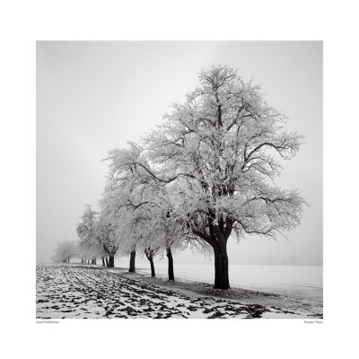 Frozen Trees by Josef Hoflehner Pricing Limited Edition Print image