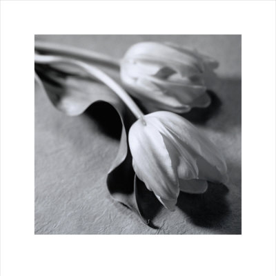 Two Tulips by Francine Zaslow Pricing Limited Edition Print image