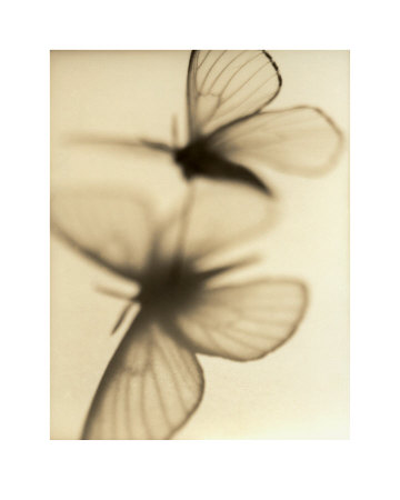Butterflies by Sandi Fellman Pricing Limited Edition Print image