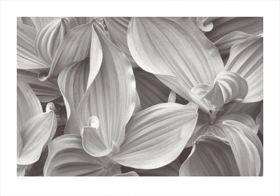 Corn Lilies, Yosemite National Park by John Sexton Pricing Limited Edition Print image