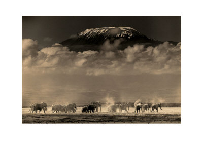 Elephants And Kilimanjaro by Martyn Colbeck Pricing Limited Edition Print image