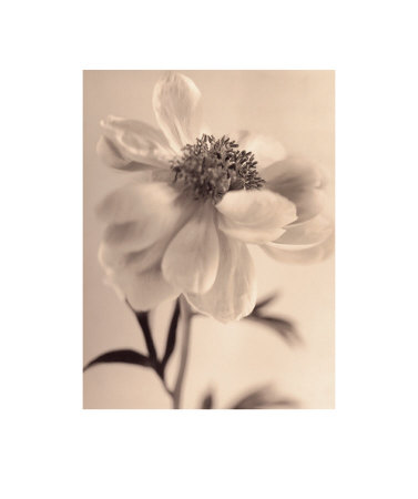 Peony by Sandi Fellman Pricing Limited Edition Print image