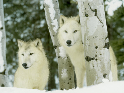 White Wolf, Pair In Winter, Usa by Alan And Sandy Carey Pricing Limited Edition Print image