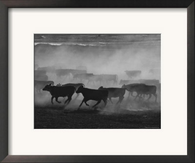 Cattle Running In Feed Lot, Kansas by Brimberg & Coulson Pricing Limited Edition Print image