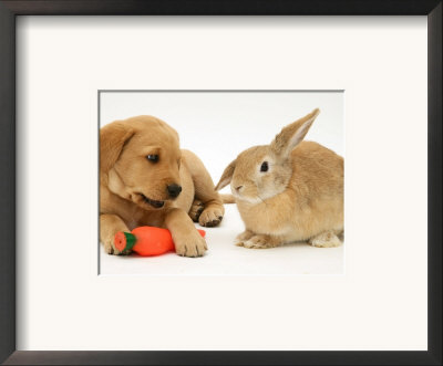Yellow Labrador Retriever Puppy With Squeaky Toy-Carrot And Young Sandy Lop Rabbit by Jane Burton Pricing Limited Edition Print image