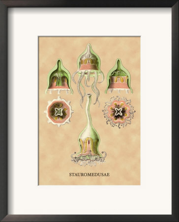 Jellyfish: Stauromedusae by Ernst Haeckel Pricing Limited Edition Print image