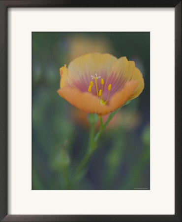 Yellow Flax Along Interstate 35, Near Devine, Texas, Usa by Darrell Gulin Pricing Limited Edition Print image