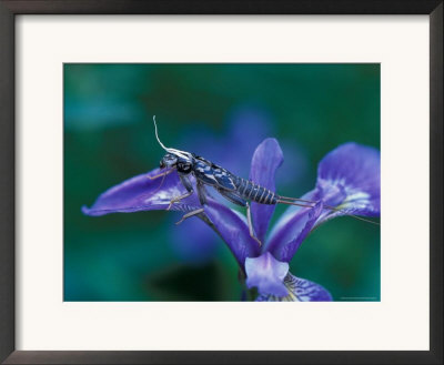 Blue Flag With Caddis Fly Exoskeleton, Androscoggin River, 13 Mile Woods by Jerry & Marcy Monkman Pricing Limited Edition Print image