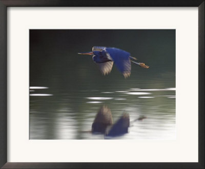 Great Blue Heron Flying Across Water by Nancy Rotenberg Pricing Limited Edition Print image