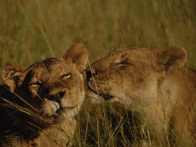 A Lioness Is Affectionately Greeted By Another Member Of Her Pride by Beverly Joubert Pricing Limited Edition Print image