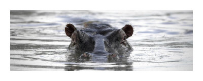 Hippo In Pool by Andy Biggs Pricing Limited Edition Print image