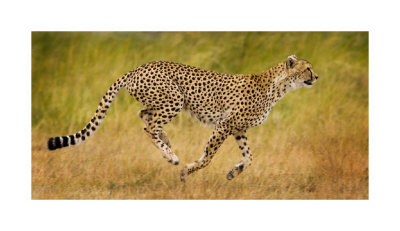 Running Cheetah by Andy Biggs Pricing Limited Edition Print image