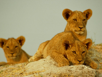 Three Young Lions Check Out The Scenery by Beverly Joubert Pricing Limited Edition Print image