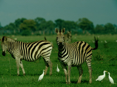 Plains Zebras Share The Grassland With Cattle Egrets by Beverly Joubert Pricing Limited Edition Print image