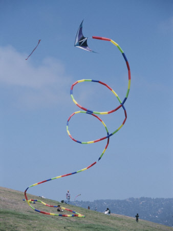 A Long-Tailed Kite Soars At The Berkeley Marina Park by Stephen Sharnoff Pricing Limited Edition Print image