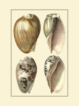 Classic Shells I by Denis Diderot Pricing Limited Edition Print image