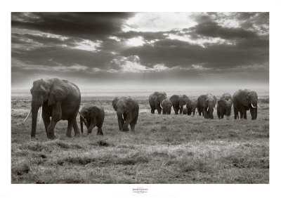 Amboseli Elephants by Jorge Llovet Pricing Limited Edition Print image