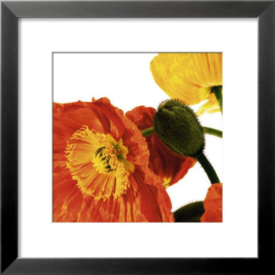Poppies Iv by Richard Weinstein Pricing Limited Edition Print image
