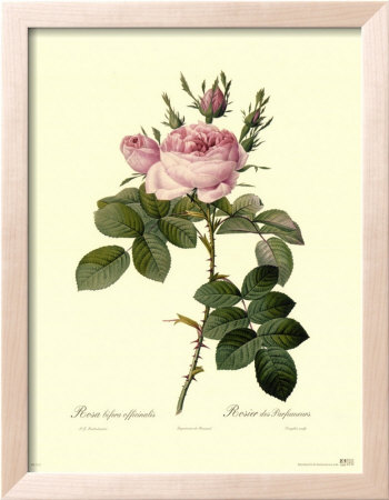 Bifera Officinalis by Pierre-Joseph Redouté Pricing Limited Edition Print image