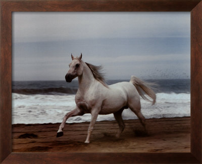 White Horse On Beach by Ron Kimball Pricing Limited Edition Print image