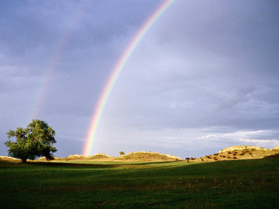 Buffalo Herd In Distance Underneath Rainbow, Near Lyons, U.S.A. by Curtis Martin Pricing Limited Edition Print image