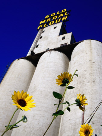 Sunflowers In Front Of Mill City Museum, Minneapolis, United States Of America by Richard Cummins Pricing Limited Edition Print image