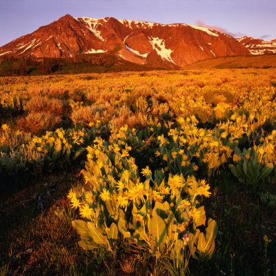 Sierra Nevada's Mt. Parker Behind Field Of Arrowleaf Balsom Root, Usa by Wes Walker Pricing Limited Edition Print image