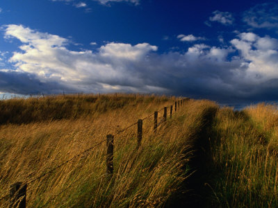 Field Of Wild Grass, Fife, Scotland by Jon Davison Pricing Limited Edition Print image