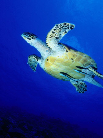 Hawksbill Turtle Swimming, Maldives by Michael Aw Pricing Limited Edition Print image