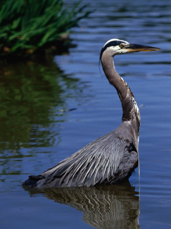 The Stately Great Blue Heron (Ardea Herodias) In Stanley Park, Vancouver, British Columbia, Canada by Doug Mckinlay Pricing Limited Edition Print image