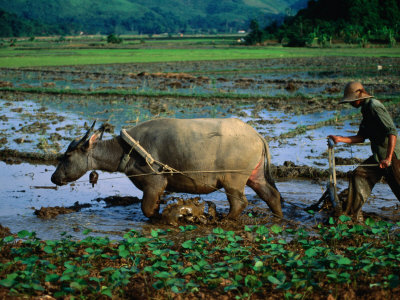 Planting Rice In Paddy With Ox, Sapa, Vietnam by Juliet Coombe Pricing Limited Edition Print image