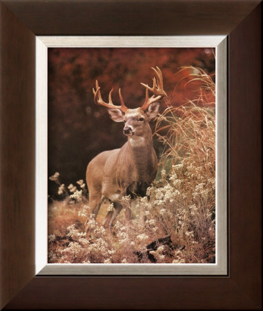 Royal Deer by Charles Alsheimer Pricing Limited Edition Print image