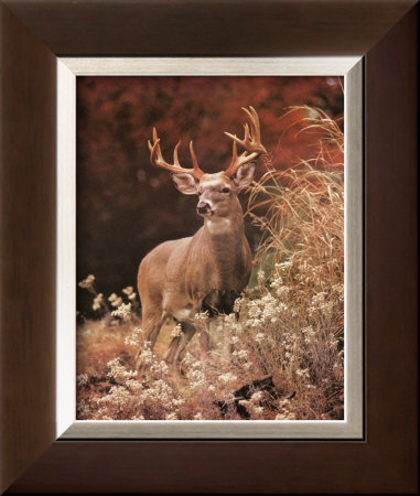 Royal Deer by Charles Alsheimer Pricing Limited Edition Print image