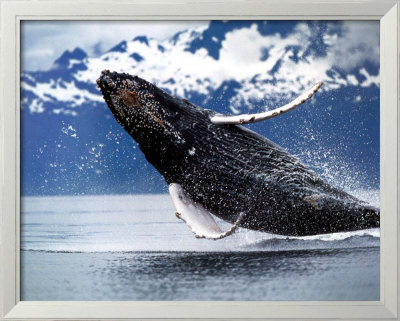 Northern Humpback Whale by Brandon Cole Pricing Limited Edition Print image