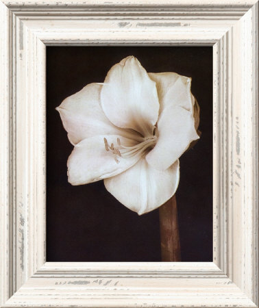 White Flower by Prades Fabregat Pricing Limited Edition Print image
