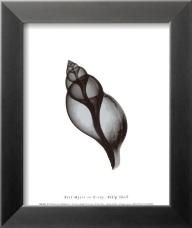 Tulip Shell by Bert Myers Pricing Limited Edition Print image