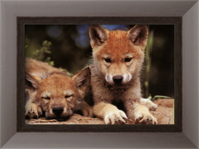 Spring Wolf Pups by Art Wolfe Pricing Limited Edition Print image