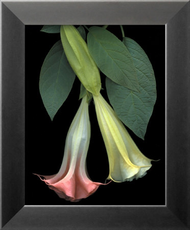 Angel Trumpets by Rosemarie Stanford Pricing Limited Edition Print image