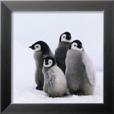 Baby Penguins by Tim Davis Pricing Limited Edition Print image