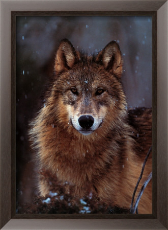 Woodland Pride, Montana by Art Wolfe Pricing Limited Edition Print image