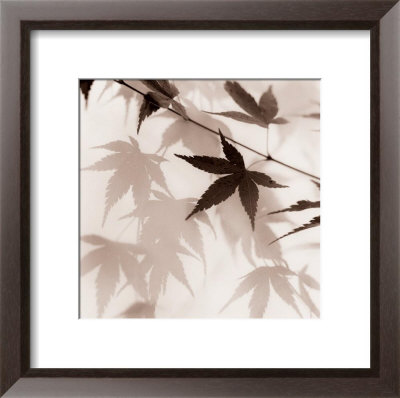 Japanese Maple Leaves Ii by Alan Blaustein Pricing Limited Edition Print image