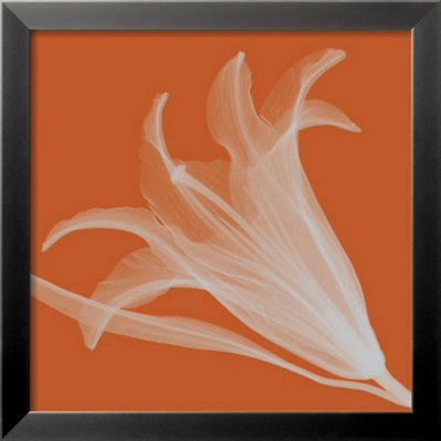 Silver Lily by Steven N. Meyers Pricing Limited Edition Print image