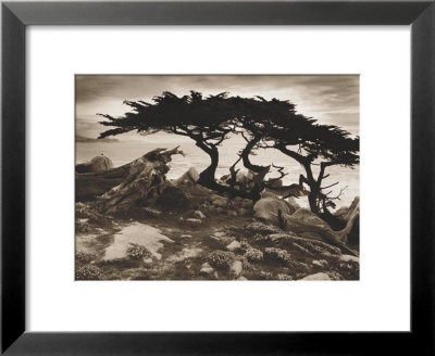 Monterey Cypress by Paul Kozal Pricing Limited Edition Print image