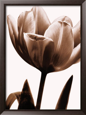 Tulip In Sepia I by Caroline Kelly Pricing Limited Edition Print image